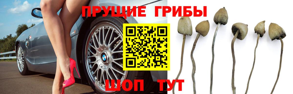 Галлюциногенные грибы Cubensis Можга